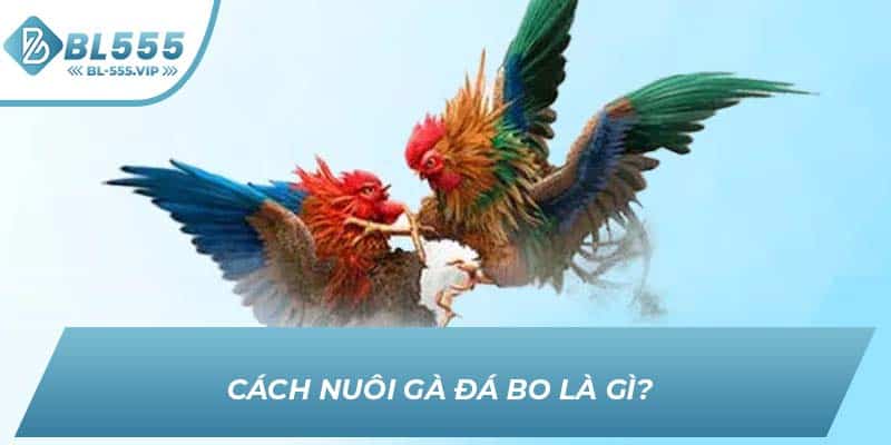 Cách Nuôi gà đá bo là gì? 