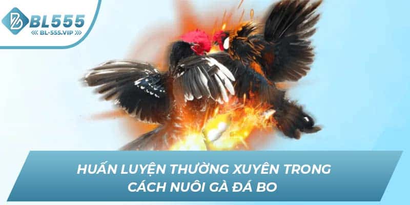 Huấn luyện thường xuyên trong cách nuôi gà đá bo 